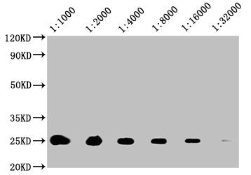Western Blot Positive WB detected in: 20μg A549 whole cell lysate All lanes: CD9 antibody at 1:1000, 1:2000, 1:4000, 1:8000, 1:16000, 1:32000 Secondary Goat polyclonal to mouse IgG at 1/50000 dilution Predicted band size: 25 KDa Observed band size: 25 KDa Exposure time: 5minMouse anti-Human CD9 Monoclonal antibody