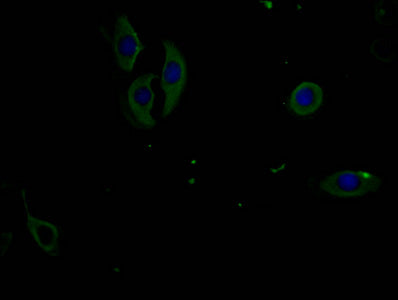 Immunofluorescence staining of A549 cells with the antibody at 1:100, counter-stained with DAPI. The cells were fixed in 4% formaldehyde and blocked in 10% normal Goat Serum. The cells were incubated with the antibody overnight at 4°C. Nuclear DNA was labeled in blue with DAPI. The secondary antibody was FITC-conjugated AffiniPure Goat Anti-Mouse IgG (H+L).Mouse anti-Human EIF2AK3 Monoclonal Antibody antibody