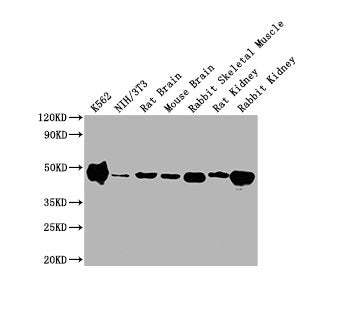 Western BlotPositive WB detected in: K562 whole cell lysate, NIH/3T3 whole cell lysate, Rat Brain tissue, Mouse Brain tissue, Rabbit Skeletal Muscle tissue, Rat Kidney tissue, Rabbit Kidney tissue All lanes ENO1 antibody at 1:10000SecondaryGoat polyclonal to mouse IgG at 1/10000 dilutionPredicted band size: 47 KDaObserved band size: 47 KDaExposure time: 1minMouse anti-Human ENO1 Monoclonal antibody