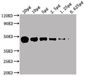 Western BlotPositive WB detected in:  HepG2 whole cell lysate at  20µg, 10µg, 5µg, 2.5µg, 1.25µg, 0.625µgAll lanes:  ENO1 antibody at 1:5000SecondaryGoat polyclonal to Mouse IgG at 1/10000 dilutionPredicted band size: 47 kDaObserved band size: 47 KDaExposure time: 10sMouse anti-Human ENO1 Monoclonal antibody