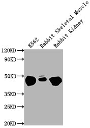 Western Blot  | Positive WB detected in: K562 whole cell lysate, Rabbit Skeletal Muscle tissue, Rabbit Kidney lysate  | All lanes ENO1 antibody at 1:10000  | Secondary  | Goat polyclonal to mouse IgG at 1/10000 dilution  | Predicted band size: 47 KDa  | Observed band size: 47 KDa  | Exposure time: 1minMouse anti-Human ENO1 Monoclonal antibody