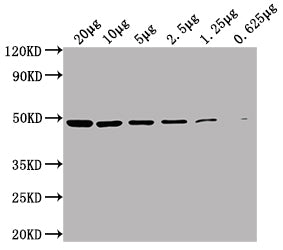 Western Blot  | Positive WB detected in:  HepG2 whole cell lysate at  20µg, 10µg, 5µg, 2.5µg, 1.25µg, 0.625µg  | All lanes: ENO1 antibody at 1:5000  | Secondary  | Goat polyclonal to Mouse IgG at 1/10000 dilution  | Predicted band size: 47 kDa  | Observed band size: 47 KDa  | Exposure time: 10sMouse anti-Human ENO1 Monoclonal antibody
