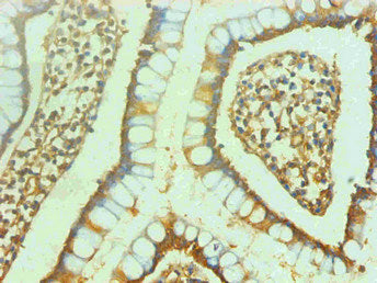 Immunohistochemical of paraffin-embedded human small intestine  using ENO2 Monoclonal Antibody at dilution of 1:200mouse anti-Human ENO2 monoclonal antibody