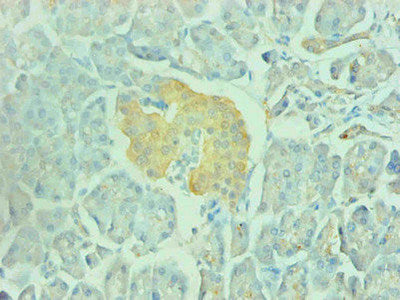Immunohistochemical of paraffin-embedded human pancreas  using ENO2 Monoclonal Antibody at dilution of 1:200mouse anti-Human ENO2 monoclonal antibody