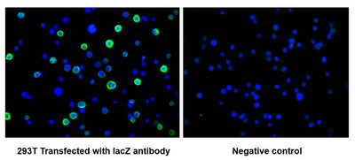 Immunofluorescence staining of 293T cells transfected with lacZ Monoclonal Antibody at 1:100, counter-stained with DAPI. The cells were fixed in 4% formaldehyde and blocked in 10% normal Goat Serum. The cells were then incubated with the antibody overnight at 4°C. The secondary antibody was Alexa Fluor 488-congugated AffiniPure Goat Anti-Rabbit IgG(H+L). The image on the right is the 293T cells transfected without lacZ antibodyMouse anti-Escherichia coli lacZ Monoclonal antibody