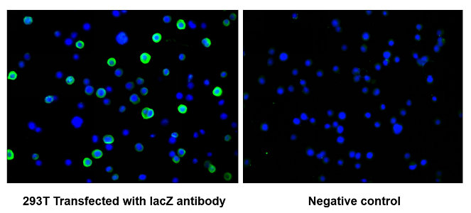 Immunofluorescence staining of 293T cells transfected with lacZ Monoclonal Antibody at 1:100, counter-stained with DAPI. The cells were fixed in 4% formaldehyde and blocked in 10% normal Goat Serum. The cells were then incubated with the antibody overnight at 4°C. The secondary antibody was Alexa Fluor 488-congugated AffiniPure Goat Anti-Rabbit IgG(H+L). The image on the right is the 293T cells transfected without lacZ antibodyMouse anti-Escherichia coli lacZ Monoclonal antibody