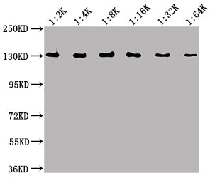 Western BlotPositive WB detected in Recombinant proteinAll lanes: lacZ antibody at 1:2000, 1:4000, 1:8000, 1:16000, 1:32000, 1:64000SecondaryGoat polyclonal to Mouse IgG at 1/50000 dilutionPredicted band size: 117 kDaObserved band size: 130 kDaMouse anti-Escherichia coli lacZ Monoclonal antibody