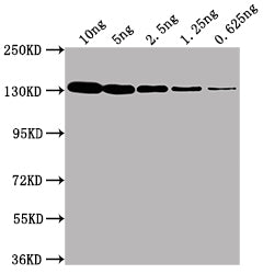 Western BlotPositive WB detected in Recombinant protein (10ng, 5ng, 2.5ng, 1.25ng, 0.625ng)All lanes: lacZ antibody at 1:2000SecondaryGoat polyclonal to Mouse IgG at 1/50000 dilutionPredicted band size: 117 kDaObserved band size: 130 kDaMouse anti-Escherichia coli lacZ Monoclonal antibody