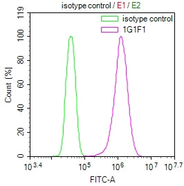 Overlay Peak curve showing Hela cells stained with GSTM3 Monoclonal Antibody (red line) at 1:100. The cells were incubated in 10% normal goat serum to block non-specific protein-protein interactions followed by the antibody (1µg/1*106cells) for 1h at 4°C. The secondary antibody used was FITC-conjugated Goat Anti-Mouse IgG(H+L) at 1/100 dilution for 30min at 4°C. Isotype control antibody (green line) was mouse IgG1 (1µg/1*106cells) used under the same conditions. Acquisition of >10,000 events was performed.Mouse anti-Human GSTM3 Monoclonal Antibody antibody