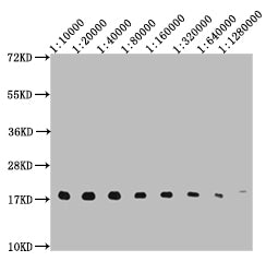 Western Blot Positive WB detected in: 10ug Hela whole cell lysate, HistoneH3 antibody at 1:10000, 1:20000, 1:40000, 1:80000, 1:160000, 1:320000, 1:640000, 1:1280000 Secondary Goat polyclonal to mouse IgG at 1/50000 dilution Predicted band size: 15-25 KDa Observed band size: 15-25 KDa Exposure time：5sMouse HistoneH3 Monoclonal Antibody