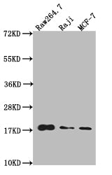 Western Blot Positive WB detected in: Raw264.7 whole cell lysate, Raji whole cell lysate, MCF-7 whole cell lysate All lanes: HistoneH3 antibody at 1:20000 Secondary Goat polyclonal to mouse IgG at 1/50000 dilution Predicted band size: 15-25 KDa Observed band size: 15-25 KDa Exposure time: 1minMouse HistoneH3 Monoclonal Antibody