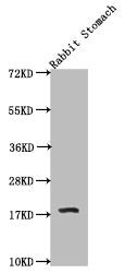 Western Blot Positive WB detected in: Rabbit stomach tissue All lanes: HistoneH3 antibody at 1:20000 Secondary Goat polyclonal to mouse IgG at 1/50000 dilution Predicted band size: 15-25 KDa Observed band size: 15-25 KDa Exposure time: 1minMouse HistoneH3 Monoclonal Antibody