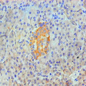 Immunohistochemical of paraffin-embedded Human pancreas tissue using ANXA2 Monoclonal Antibody at dilution of 1:200.mouse anti-Human ANXA2 monoclonal antibody
