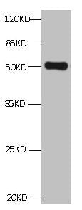 All Lanes:Mouse anti ANXA2 Monoclonal antibody at 1μg/ml | lane 1:HepG2 whole cell lysate | Secondary Goat polyclonal to Mouse IgG at 1/5000 dilution | Predicted band size:39,41kd | Observed band size:50KDmouse anti-Human ANXA2 monoclonal antibody