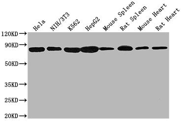 Western BlotPositive WB detected in: Hela whole cell lysate, NIH/3T3 whole cell lysate, K562 whole cell lysate, HepG2 whole cell lysate, Mouse spleen tissue, Rat spleen tissue, Mouse heart tissue, Rat heart tissue All lanes HSPA8 antibody at 1:2000SecondaryGoat polyclonal to mouse IgG at 1/50000 dilutionPredicted band size: 70~75 KDaObserved band size: 70~75 KDaExposure time: 10sMouse anti-Human HSPA8 Monoclonal antibody