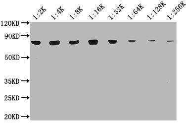 Western BlotPositive WB detected in: 20μg Hela whole cell lysateHSPA8 antibody at 1:2000, 1:4000, 1:8000, 1:16000, 1:32000, 1:64000, 1:128000, 1:256000SecondaryGoat polyclonal to mouse IgG at 1/50000 dilutionPredicted band size: 70~75 KDaObserved band size: 70~75 KDaExposure time: 10sMouse anti-Human HSPA8 Monoclonal antibody