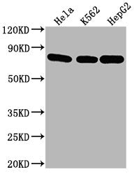 Western Blot |   | Positive WB detected in: Hela whole cell lysate, K562 whole cell lysate, HepG2 whole cell lysate  | All lanes HSPA8 antibody at 1:2000  | Secondary  | Goat polyclonal to mouse IgG at 1/50000 dilution  | Predicted band size: 70~75 KDa  | Observed band size: 70~75 KDa  | Exposure time: 5minMouse anti-Human HSPA8 Monoclonal antibody