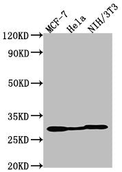 Western Blot  | Positive WB detected in: MCF-7 whole cell lysate, Hela whole cell lysate, NIH/3T3 whole cell lysate  | All lanes: LGALS3 antibody at 1:2000  | Secondary  | Goat polyclonal to Mouse IgG at 1/50000 dilution  | Predicted band size: 27 kDa  | Observed band size: 27 kDa