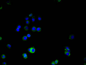 Immunofluorescence staining of A375 cells with CD146 Monoclonal Antibody at 1:100, counter-stained with DAPI. The cells were blocked in 10% normal Goat Serum and then incubated with the primary antibody overnight at 4°C. The secondary antibody was Alexa Fluor 488-congugated AffiniPure Goat Anti-Mouse IgG(H+L).Mouse anti-Human CD146 Monoclonal Antibody