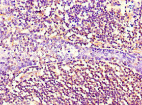 Immunohistochemistry of paraffin-embedded human tonsil tissue using NES Monoclonal Antibody at dilution of 1:100Mouse anti-Human NES Monoclonal Antibody
