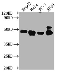 Western Blot  | Positive WB detected in: HepG2 whole cell lysate, Hela whole cell lysate, PC-3 whole cell lysate, A549 whole cell lysate    | All lanes PD-L2 antibody at 1:2000  | Secondary  | Goat polyclonal to mouse IgG at 1/50000 dilution  | Predicted band size: 31,21 KDa  | Observed band size: 45-50 KDa  | Exposure time:5minMouse anti-Human PD-L2 Monoclonal Antibody antibody