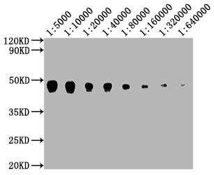 Western Blot  | Positive WB detected in: 15μg hela whole cell lysate  PD-L2 antibody at 1:5000, 1:10000, 1:20000, 1:40000, 1:80000, 1:160000, 1:320000, 1:640000  | Secondary  | Goat polyclonal to mouse IgG at 1/50000 dilution  | Predicted band size: 31,21 KDa  | Observed band size: 45-50 KDa  | Exposure time:5minMouse anti-Human PD-L2 Monoclonal Antibody antibody