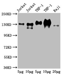 Western Blot  | Positive WB detected in: Jurkat whole cell lysate, THP-1 whole cell lysate, Raji whole cell lysate  | All lanes: CD31 antibody at 2.5µg/ml  | Secondary  | Goat polyclonal to Mouse IgG at 1/50000 dilution  | Predicted band size: 83, 81, 80, 82 kDa  | Observed band size: 130 kDaMouse anti-Human CD31 Monoclonal Antibody