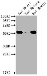 Western Blot  | Positive WB detected in:  Rat Heart tissue, Rat Spleen tissue, Rat Brain tissue  | All lanes: PKM antibody at 1:4000  | Secondary  | Goat polyclonal to Mouse IgG at 1/10000 dilution  | Predicted band size: 55-60 kDa  | Observed band size: 55-60 kDaMouse anti-Human PKM Monoclonal antibody