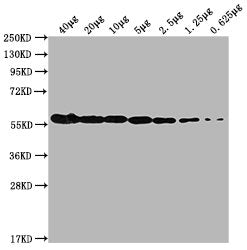 Western Blot  | Positive WB detected in:  MCF-7 whole cell lysate at 40µg, 20µg, 10µg, 5µg, 2.5µg, 1.25µg, 0.625µg  | All lanes: PKM antibody at 1:5000  | Secondary  | Goat polyclonal to Mouse IgG at 1/10000 dilution  | Predicted band size: 58 kDa  | Observed band size: 58 KDa  | Exposure time: 5minMouse anti-Human PKM Monoclonal antibody