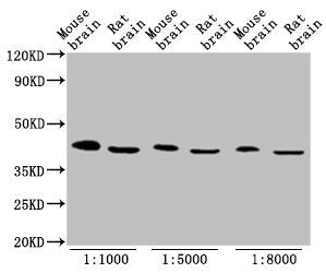 Western Blot  | Positive WB detected in: Mouse brain tissue, Rat brain tissue  | All lanes: OCT4 antibody at 1:1000, 1:5000, 1:8000  | Secondary  | Goat polyclonal to Mouse IgG at 1/10000 dilution  | Predicted band size: 39, 31 kDa  | Observed band size: 45 kDaMouse anti-Human OCT4 Monoclonal Antibody