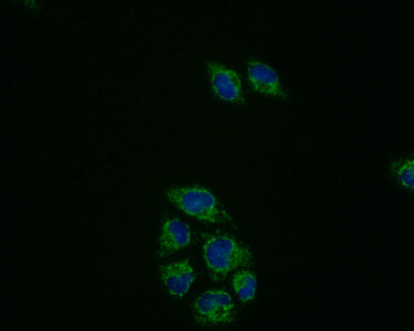 Immunofluorescence staining of Hela cells with（PRDX3 Monoclonal Antibody）at 1:50, counter-stained with DAPI. The cells were fixed in 4% formaldehyde, permeabilized using 0.2% Triton X-100 and blocked in 10% normal Goat Serum. The cells were then incubated with the antibody overnight at 4°C. Nuclear DNA was labeled in blue with DAPI. The secondary antibody was FITC-conjugated AffiniPure Goat Anti-Mouse IgG (H+L).Mouse anti-Human PRDX3 Monoclonal antibody