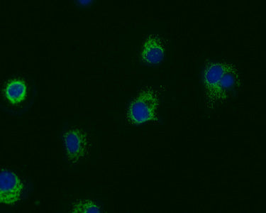 Immunofluorescence staining of MCF7 cells with（PRDX3 Monoclonal Antibody）at 1:50, counter-stained with DAPI. The cells were fixed in 4% formaldehyde, permeabilized using 0.2% Triton X-100 and blocked in 10% normal Goat Serum. The cells were then incubated with the antibody overnight at 4°C. Nuclear DNA was labeled in blue with DAPI. The secondary antibody was FITC-conjugated AffiniPure Goat Anti-Mouse IgG (H+L).Mouse anti-Human PRDX3 Monoclonal antibody