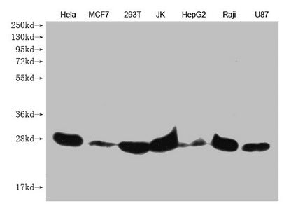 Western Blot Positive WB detected in: Hela whole cell lysate, MCF7 whole cell lysate, 293T whole cell lysate, JK whole cell lysate, HepG2 whole cell lysate, Raji whole cell lysate, U87 whole cell lysate  All lanes: PRDX3 antibody at 1:1000 Secondary Goat polyclonal to mouse IgG at 1/50000 dilution Predicted band size: 28 kDa Observed band size: 28 KDa Exposure time：5minMouse anti-Human PRDX3 Monoclonal antibody