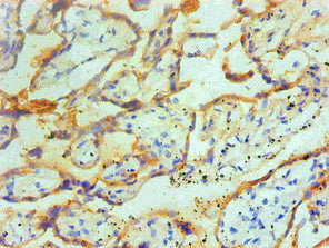 Immunohistochemical of paraffin-embedded Human placenta tissue using the antibody at dilution of 1:200.mouse anti-Human TGM2 monoclonal antibody