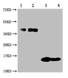 Western Blot Positive WB detected in: 1-2 lanes: 293F whole cell lysate transfected with BCMA; 3-4 lane: Recombinant proteins with BCMA  All lanes: TNFRSF17 antibody at 1:1000 Secondary Goat polyclonal to mouse IgG at 1/50000 dilution Predicted band size: 40, 15 KDa Observed band size: 40, 15 KDa Exposure time:10minMouse anti-Human TNFRSF17 Monoclonal antibody