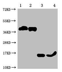 Western Blot Positive WB detected in: 1-2 lanes: 293F whole cell lysate transfected with BCMA; 3-4 lane: Recombinant proteins with BCMA  All lanes: TNFRSF17 antibody at 1:1000 Secondary Goat polyclonal to mouse IgG at 1/50000 dilution Predicted band size: 40, 15 KDa Observed band size: 40, 15 KDa Exposure time:10minMouse anti-Human TNFRSF17 Monoclonal antibody
