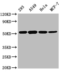Western Blot Positive WB detected in: 293 whole cell lysate, A549 whole cell lysate, Hela whole cell lysate, MCF-7 whole cell lysate All lanes TUBB antibody at 1:5000 Secondary Goat polyclonal to mouse IgG at 1/50000 dilution Predicted band size: 55 KDa Observed band size: 55 KDa Exposure time:5sMouse TUBB Monoclonal Antibody