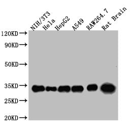 Western Blot Positive WB detected in: NIH/3T3 whole cell lysate, Hela whole cell lysate, HepG2 whole cell lysate, A549 whole cell lysate, RAW264.7 whole cell lysate, Rat Brain tissue  All lanes YWHAZ antibody at 1:5000 Secondary Goat polyclonal to mouse IgG at 1/50000 dilution Predicted band size: 34 KDa Observed band size: 34 KDa Exposure time:1minMouse anti-Human YWHAZ Monoclonal Antibody antibody