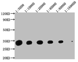 Western Blot Positive WB detected in: Hela whole cell lysate at 20μg, 10μg, 5μg, 2.5μg, 1.25μg, 0.625μg All lanes: YWHAZ antibody at 1:5000 Secondary Goat polyclonal to mouse IgG at 1/50000 dilution Predicted band size: 34 KDa Observed band size: 34 KDa Exposure time:5minMouse anti-Human YWHAZ Monoclonal Antibody antibody