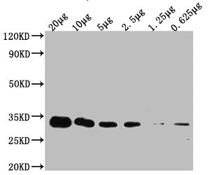 Western Blot Positive WB detected in: 20μg Hela whole cell lysate  YWHAZ antibody at1:5000,1:10000,1:20000,1:40000,1:80000,1:160000 Secondary Goat polyclonal to mouse IgG at 1/50000 dilution Predicted band size: 34 KDa Observed band size: 34 KDa Exposure time:5minMouse anti-Human YWHAZ Monoclonal Antibody antibody