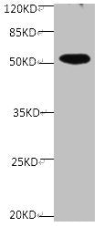 All Lanes Mouse anti human OPN monoclonal antibody at at 2μg/mlLane 1:mouse kidney tissue lysateSecondary Goat polyclonal to Mouse IgG at 1/5000 dilutionPredicted band size : 33,36,34kDa Observed band size: 50kDamouse anti-Human SPP1 Monoclonal Antibody