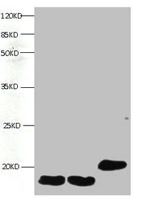 All lanes: Mouse anti- Human Fatty acid-binding protein monoclonal antibody at 1μg/ml | Lane 1:mouse heart muscle lysate | Lane 2:rat heart muscle lysate | Lane 3:FABP3 transfected SF9 cell lysate | Predicted band size : 15kd | Observed band size : 15kdmouse anti-Human FABP3 Monoclonal Antibody