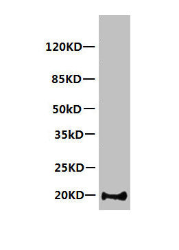 Western Blot  | All lanes: Mouse anti-Human Myoglobin monoclonal antibody at 1µg/ml  | Lane 1: Myoglobin transfected 293 cell lysate  | Secondary HRP labeled Goat polyclonal to Mouse IgG at 1/3000 dilution  | Predicted band size: 18 kDa  | Observed band size: 20 kDa  | Additional bands at: 23, 25, 40 kDa