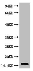 Western blot analysis of Human Serum using TTR Mouse mAb diluted at 1:2000Mouse anti-Human TTR Monoclonal Antibody