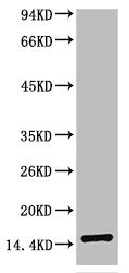 Western blot analysis of Human Serum using TTR Mouse mAb diluted at 1:2000.Mouse anti-Human TTR Monoclonal Antibody