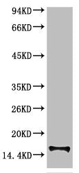 Western blot analysis of Human Serum using TTR Mouse mAb diluted at 1:2000Mouse anti-Human TTR Monoclonal Antibody