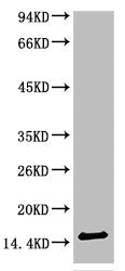 Western blot analysis of Human Serum using TTR Mouse mAb diluted at 1:2000.Mouse anti-Human TTR Monoclonal Antibody