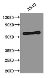 Western Blot  | Positive WB detected in: A549 whole cell lysate  | All lanes: PODXL antibody at 2.5µg/ml  | Secondary  | Goat polyclonal to Mouse IgG at 1/5000 dilution  | Predicted band size: 59, 56 kDa  | Observed band size: 59 kDaMouse anti-Human PODXL Monoclonal Antibody