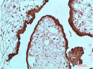 Immunohistochemical analysis of paraffin-embedded Human Placenta Tissue using HP-1 α Mouse mAb diluted at 1:200Mouse anti-Human CBX5 Monoclonal Antibody