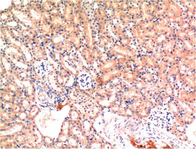 Immunohistochemical analysis of paraffin-embedded Mouse Kidney Tissue using Bax Mouse mAb diluted at 1:200.Mouse anti-Human BAX Monoclonal Antibody